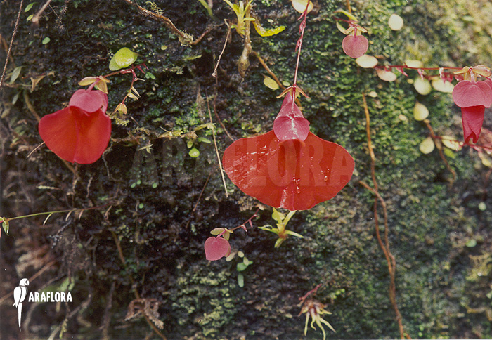 Utricularia campbelliana