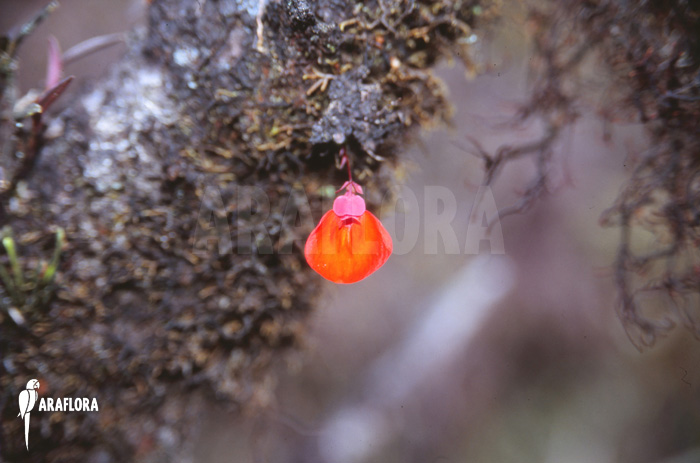 Utricularia campbelliana