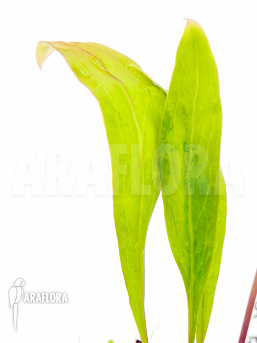 Utricularia endresii