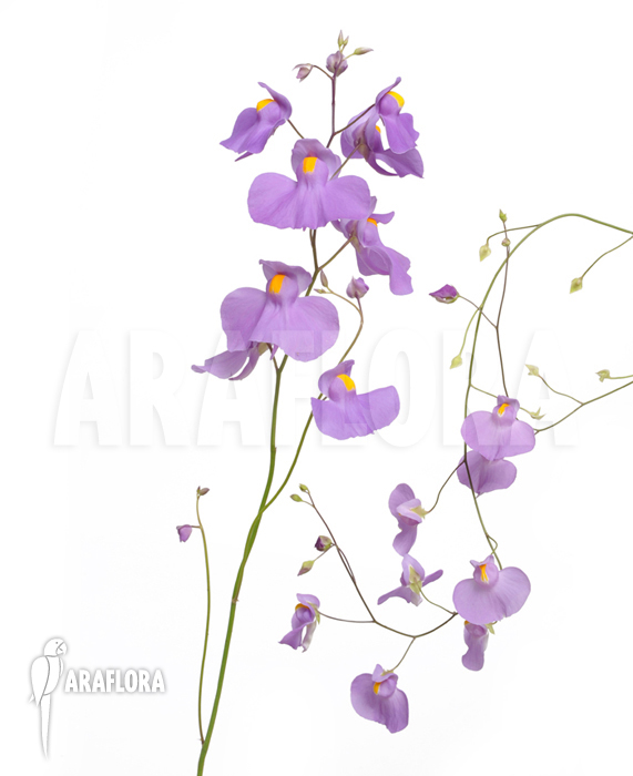 Utricularia longifolia