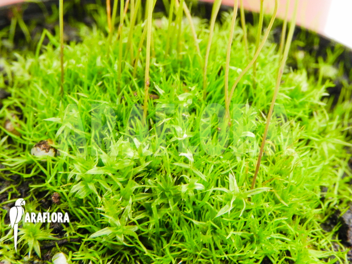 Utricularia minutissima