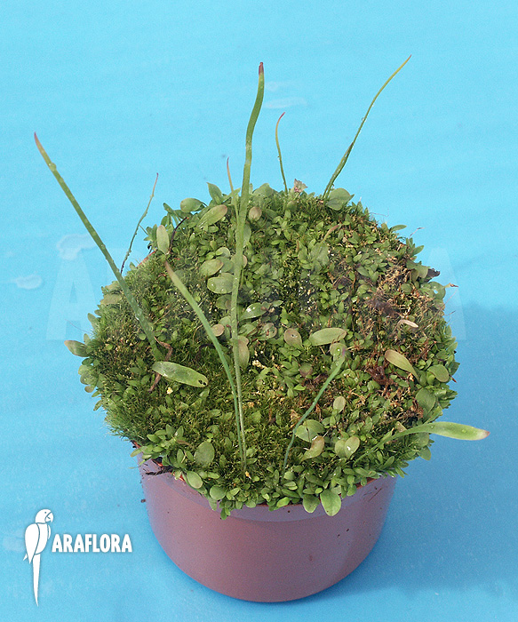 Utricularia praelonga