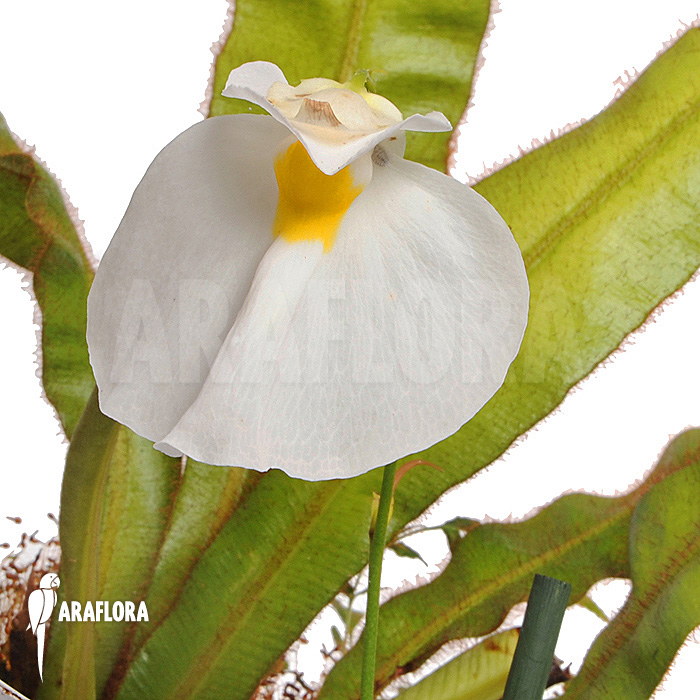 Utricularia praetermissa