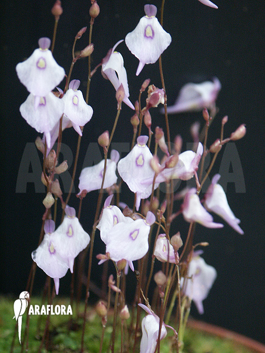 Utricularia pubescens ‘Serra Araca’