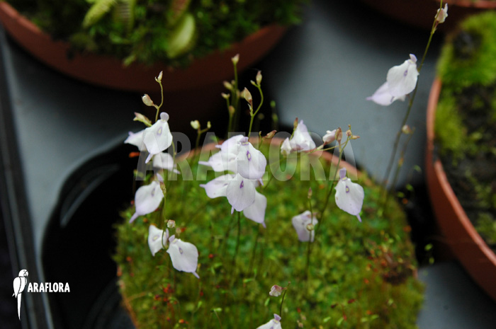 Utricularia pubescens ‘Serra Araca’