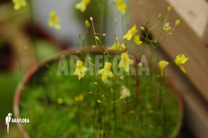 Utricularia pusilla