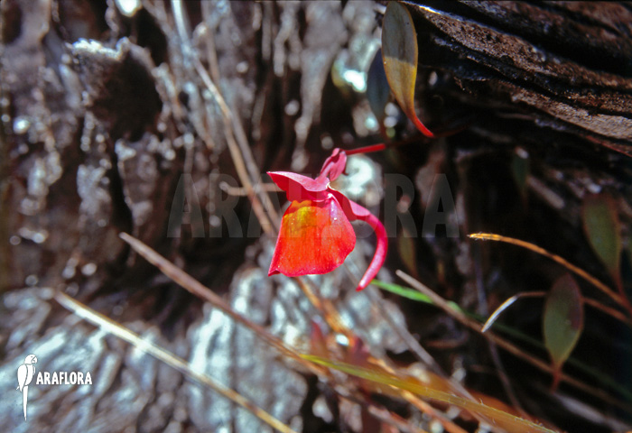 Utricularia quelchii flower in Natural Habitat