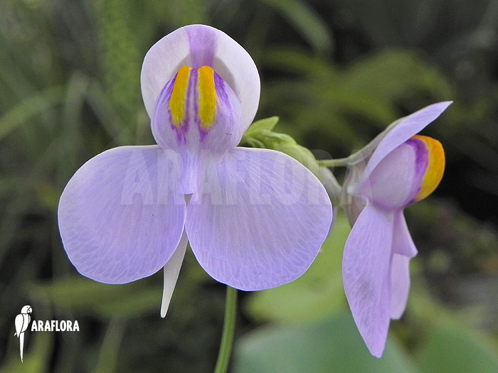 Utricularia reniformis ‘Mata Atlantica’ ‘S’