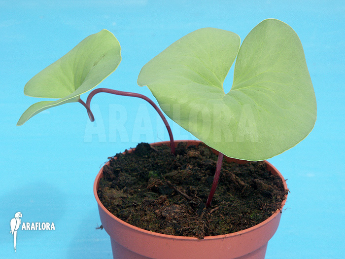 Utricularia reniformis ‘Mata Atlantica’