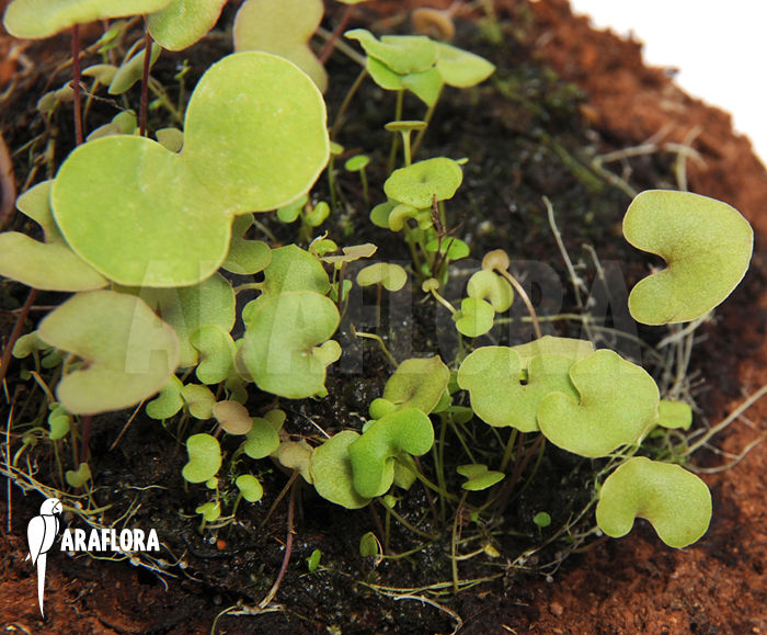 Utricularia reniformis ‘Small type’