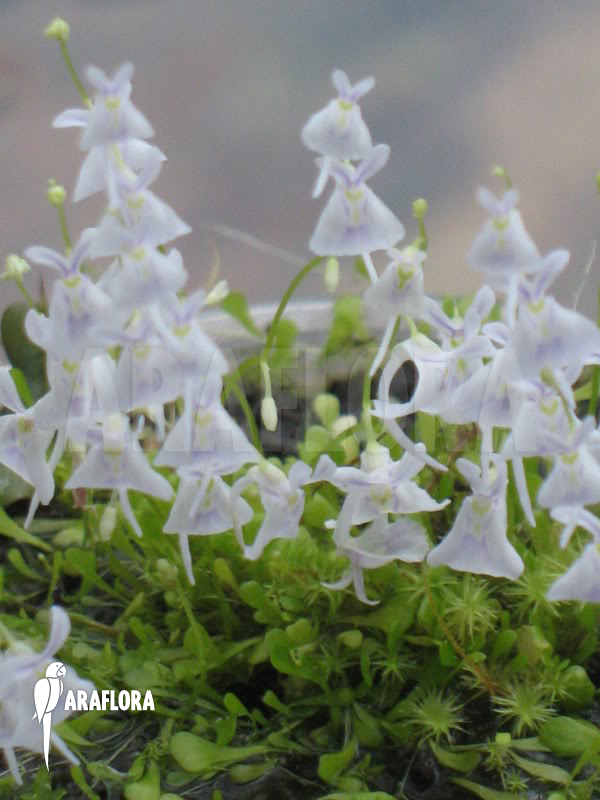 Utricularia sandersonii
