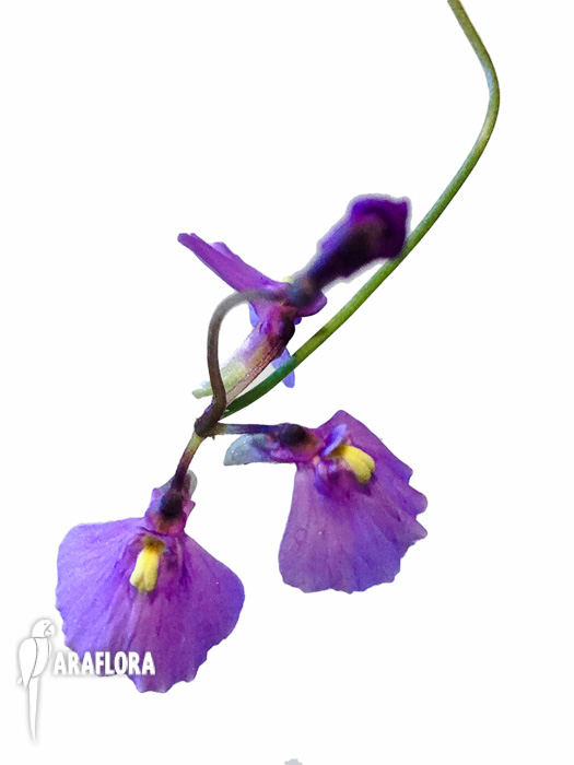 Utricularia sp. Aff. Dichotoma flower