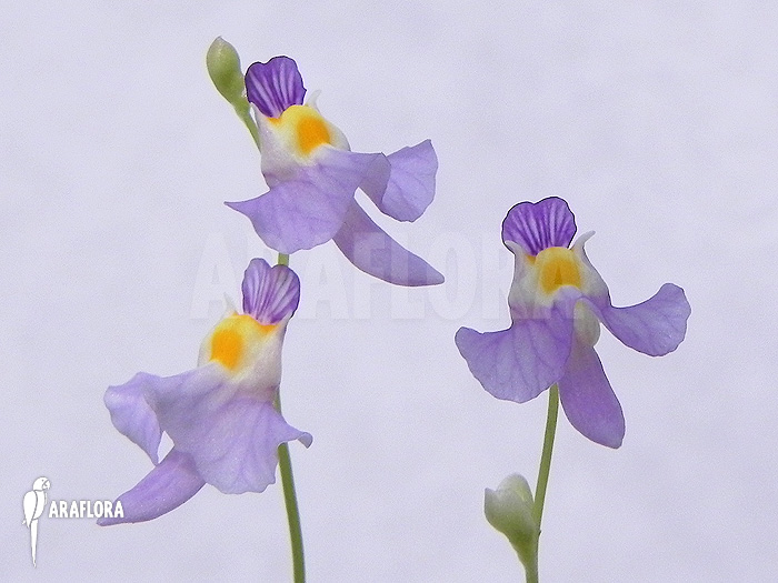 Utricularia warburgii