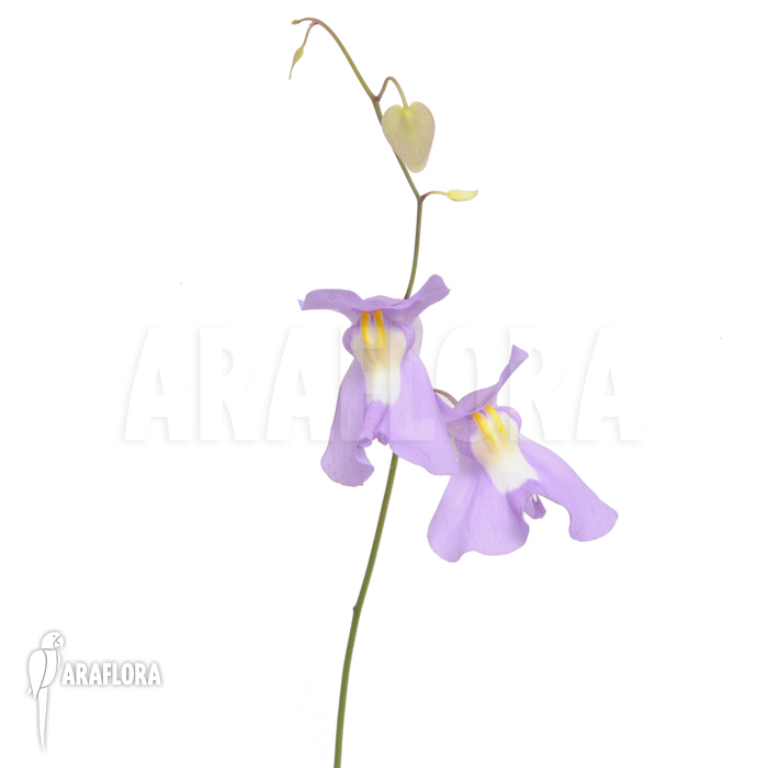 Utricularia x alpina x humboldtii ‘Nudlinger Flair’