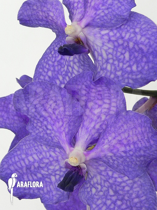 Vanda x ‘Blue Magic’