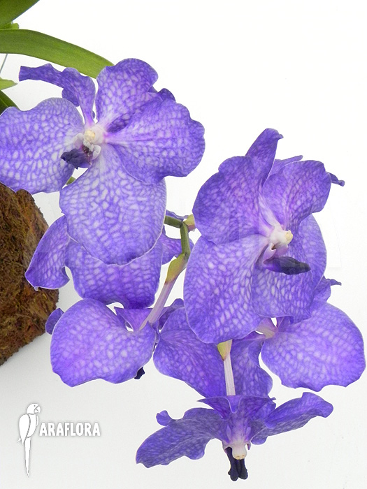Vanda x ‘Blue Magic’