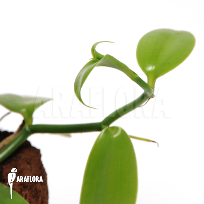 Vanilla planifolia ‘Vanilla orchid’