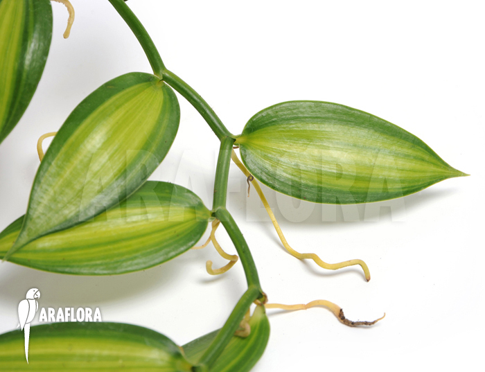 Vanilla planifolia variegated ‘Vanilla orchid’