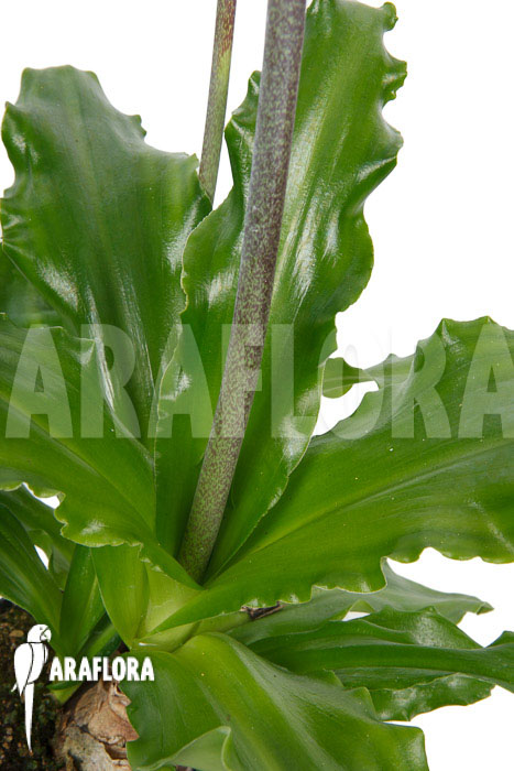 Veltheimia bracteata