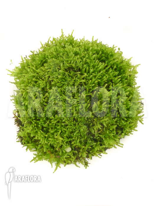 Java Mos Vesicularia dubyana shell