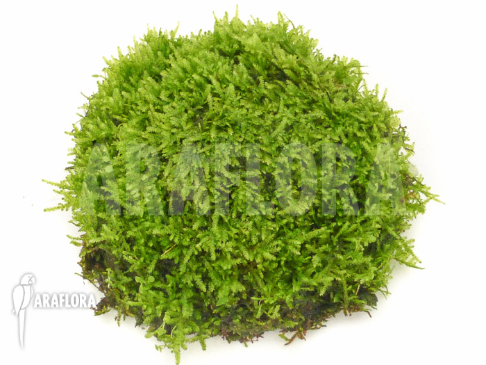 Java Mos Vesicularia dubyana shell