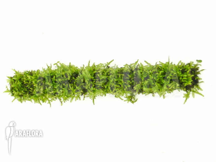 Java Mos Vesicularia dubyana sticks