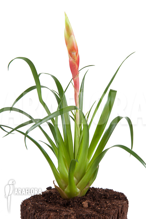 Vriesea ‘Astrid’