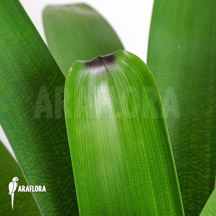 Vriesea bituminosa  ‘L’