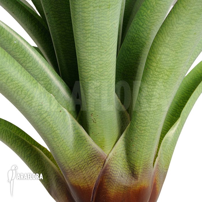 Vriesea bituminosa  ‘L’