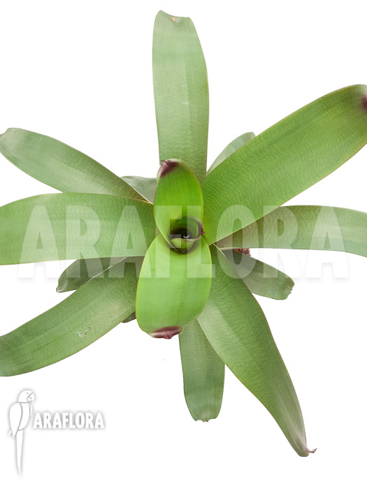 Vriesea bituminosa  ‘M’