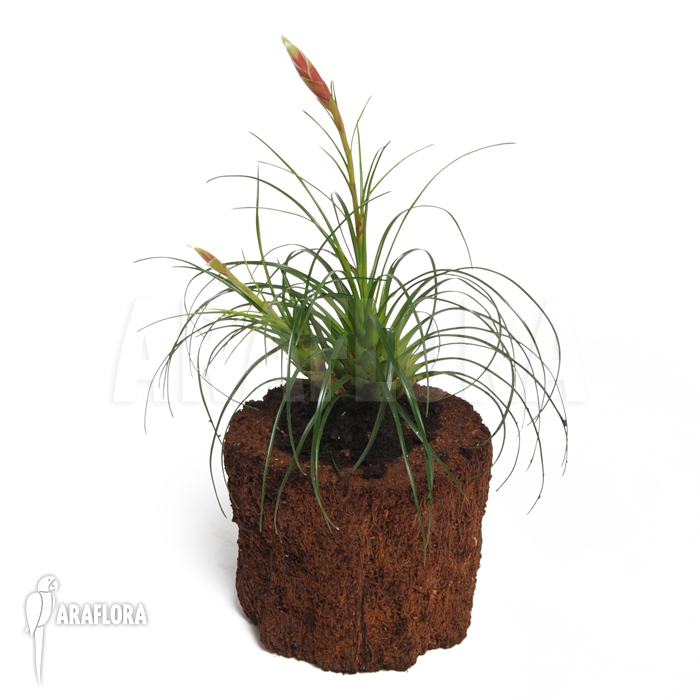 Vriesea correia-araujoi