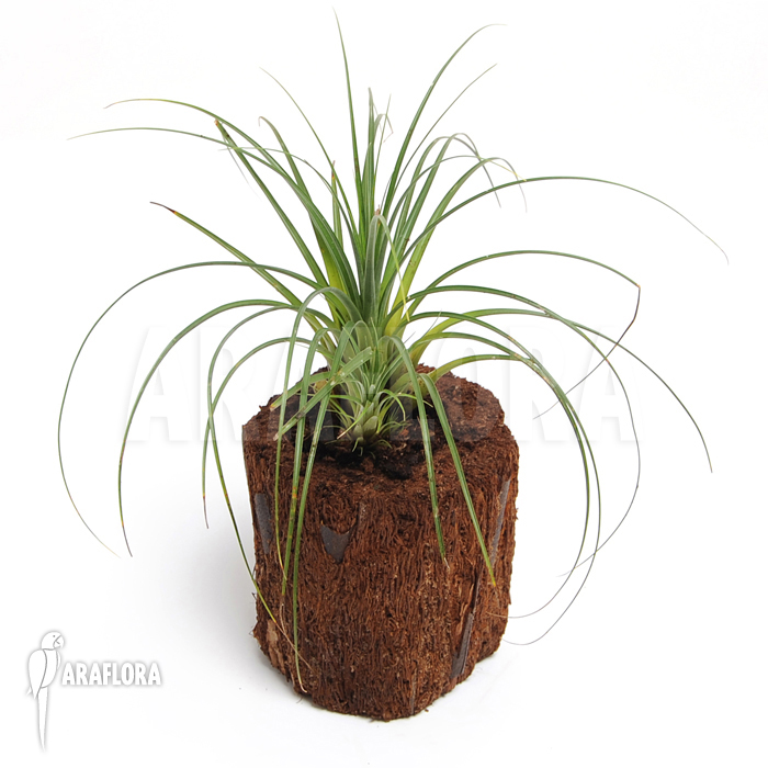 Vriesea correia-araujoi ‘Large type’