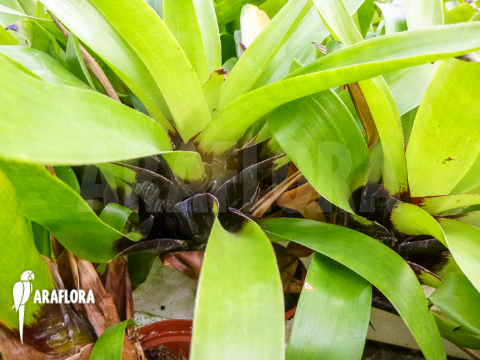 Vriesea erythrodactylon