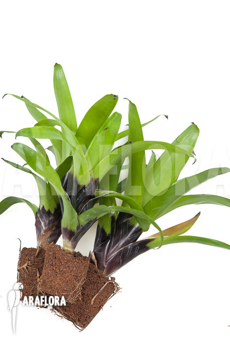 Vriesea erythrodactylon triodeal (3x)