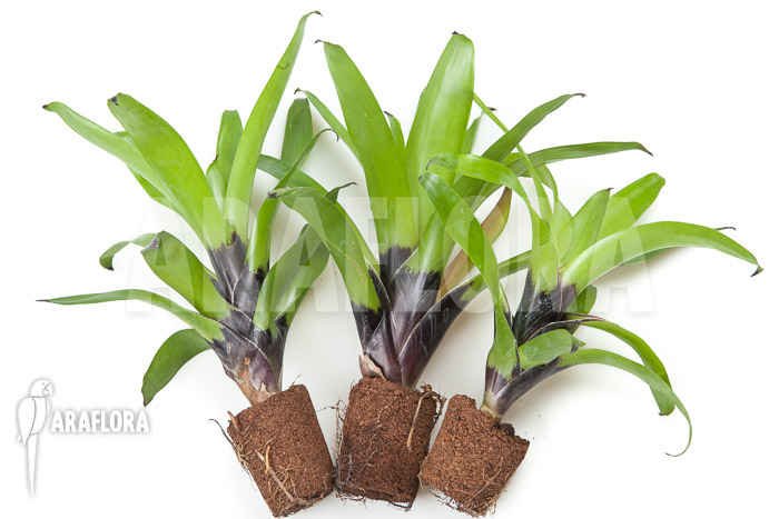 Vriesea erythrodactylon triodeal (3x)