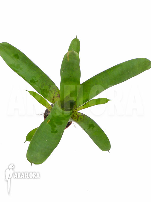 Vriesea fenestralis ‘Starter’