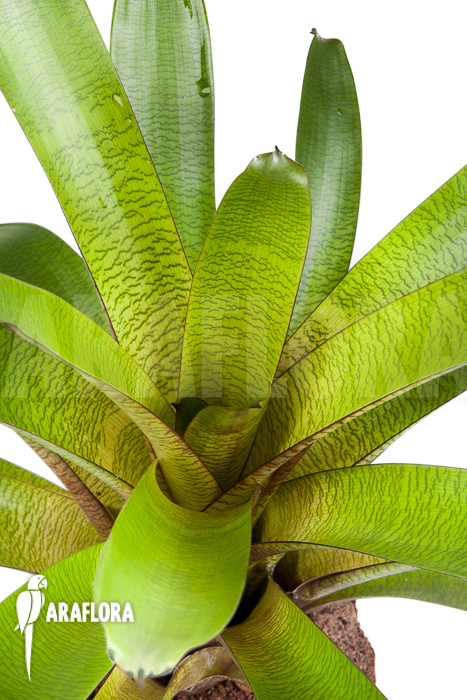 Vriesea fosteriana b