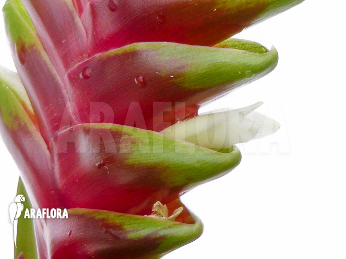 Vriesea-heliconioides-6