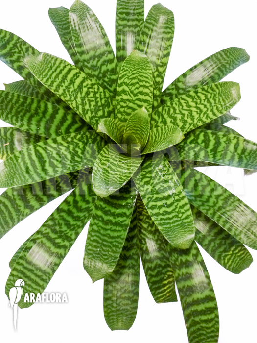 Vriesea-hieroglyphica-2