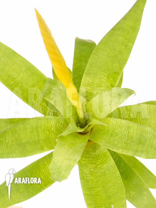 Vriesea ospinae Starter