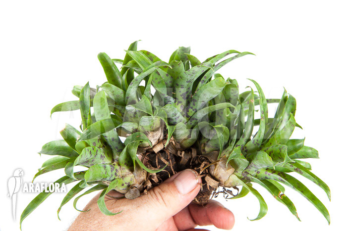 Vriesea racinae 5-deal (5x)