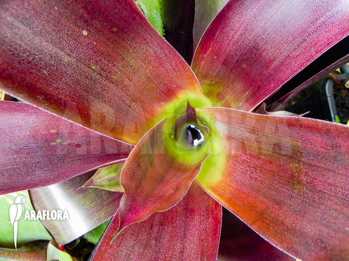 Vriesea sanguinolenta Araflora Bromeliad species