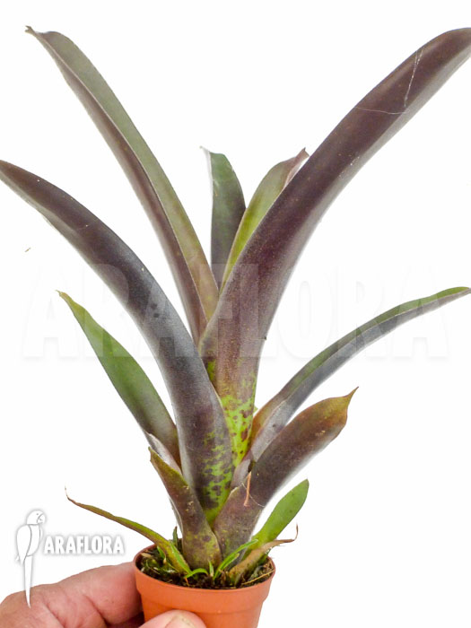 Vriesea sanguinolenta ‘Starter’