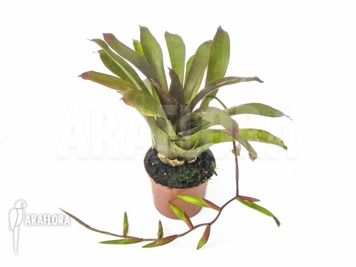 Vriesea-scalaris-2
