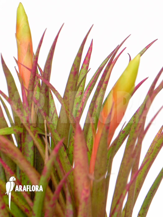 Vriesea species ‘Spotted’