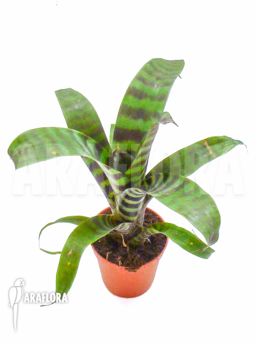 Vriesea splendens starter