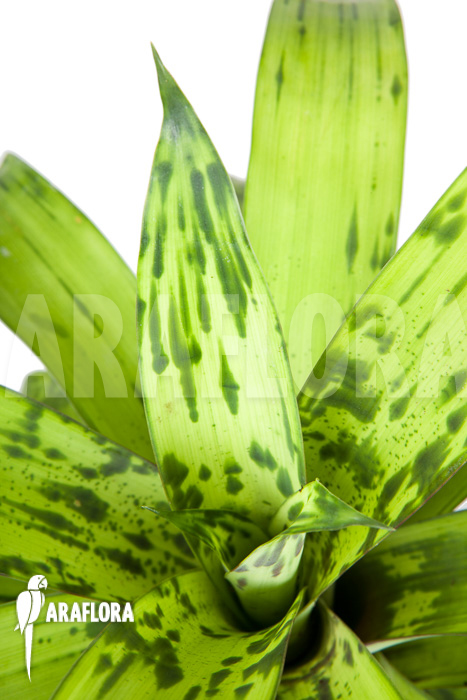 Vriesea striped ‘nr 08130’