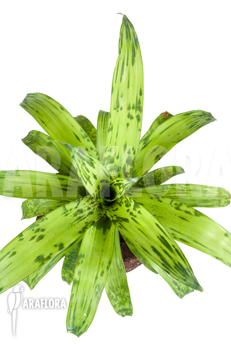 Vriesea striped ‘nr 08130’