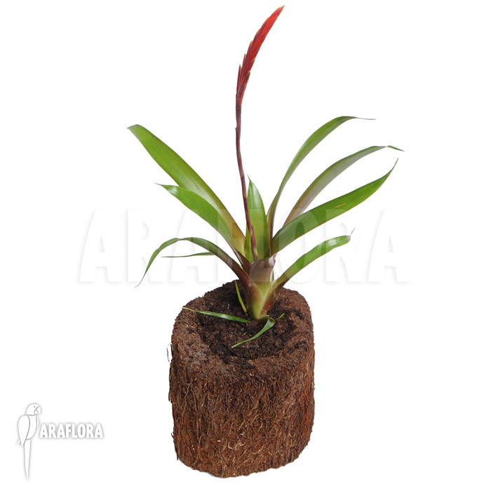 Vriesea x &lsquo;Elan&rsquo;