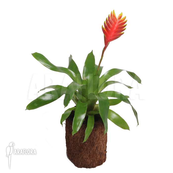 Vriesea x &lsquo;Solo&rsquo;